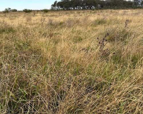 Campo en Venta Colonia Belgrano 287 Has Ganaderas
