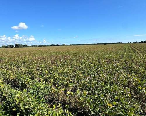 Campo Agrícola 26 Has