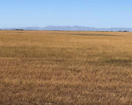 412 Has. Tornquist - Todo Arable