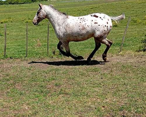 Tropilla en Venta de Potros Apalosas