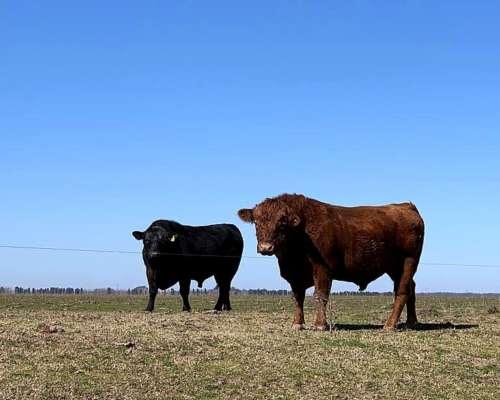 Alquilo. para Ganadería. Campo Mixto. Buena Tierra para Forr