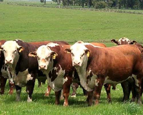 Busco Gordo Invernada Cria para Comercializar