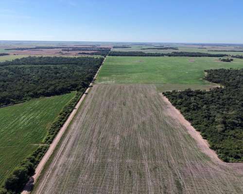 Charata, Chacabuco, Chaco - 100 Ha