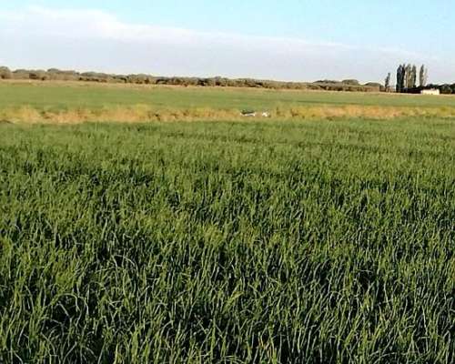 Gran Estancia con Riego, 1600 Ha en Pedro Luro - Pcia BS AS