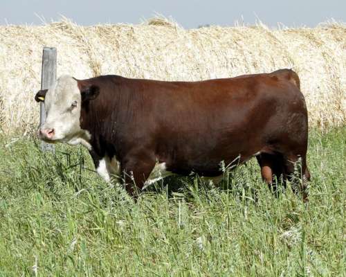 Toro Hereford Puro de Pedrigue