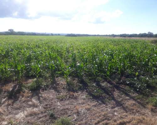 14.7 Ha Pampa de Pocho (cba) Agricolas