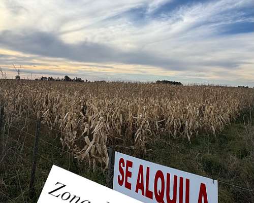 Campo Agrícola Productivo .