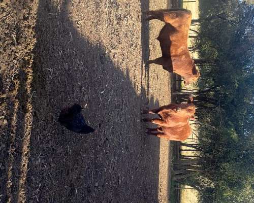 Vendo Toritos Nuevos Negros y Colorados
