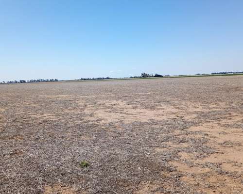 Campo Entre Rio Tercero y Tancacha