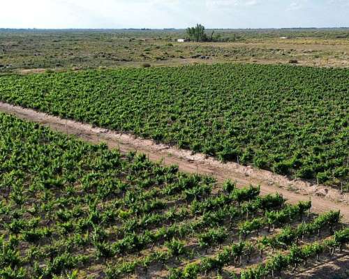 Finca Productiva con Pozo 29 Ha -san Martin - Mendoza