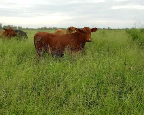 Estancia Agrícola - Ganadera