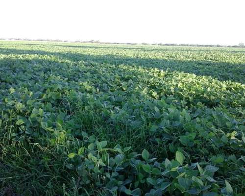 Vendo 180 Has en Cuatro Bocas