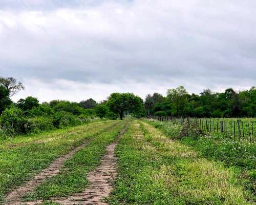 Ch0005 Campo en Presidencia de la Plaza, Chaco.