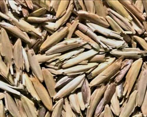 Semilla de Agropiro Alargar