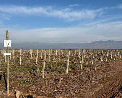Finca de 60ha en Ruta N° 40 Capdevilla Derecho de Riego