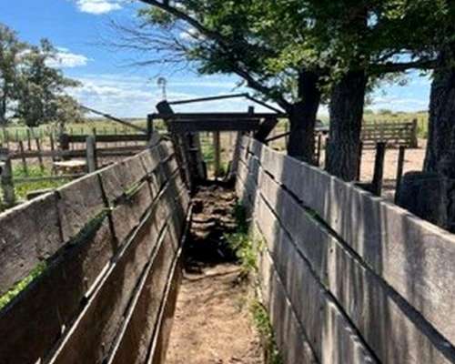 Arriendo de 1.360 Ha Nuevo Roma, Bahia Blanca