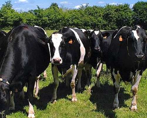 Vendo 80 Vacas Holando en Producción