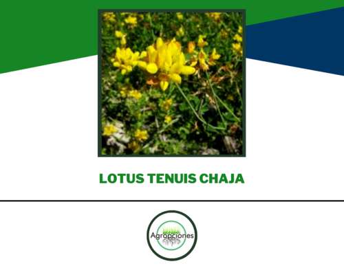 Semilla de Lotus Tenuis Chaja