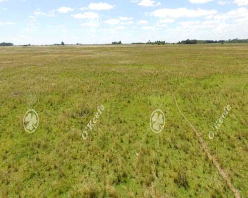 Campo en Venta de 450 Has en Magdalena. Ganadero