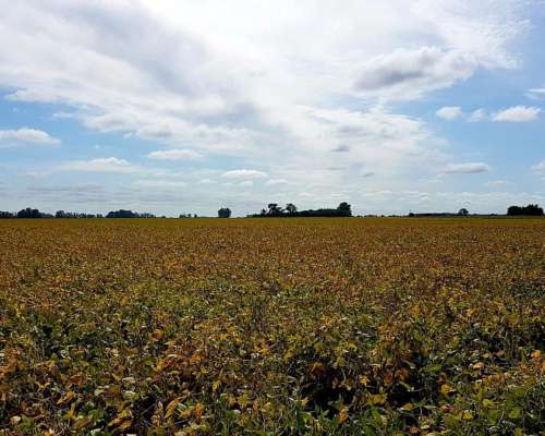 100 Has. Campo Agrícola en Capilla del Señor