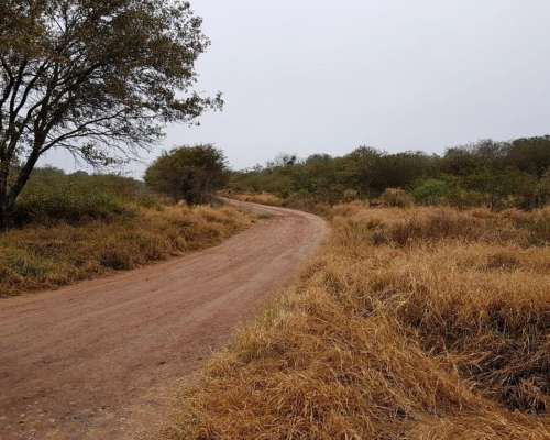 Nueva Esperanza, Pellegrini, Santiago del Estero - 700 Ha