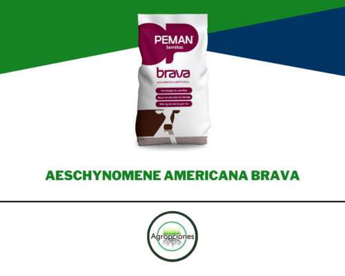 Semilla de Leguminosa Tropical Aeschynomene Americana Brava