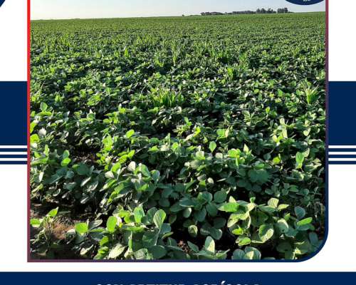 En Venta 100 Has. Colonia Barón, la Pampa