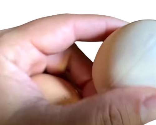 Huevos Artificiales de Bioplástico para Gallinas Ponedoras