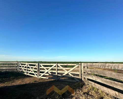 262 Ha a 12 km de González Moreno, Provincia de Buenos Aires