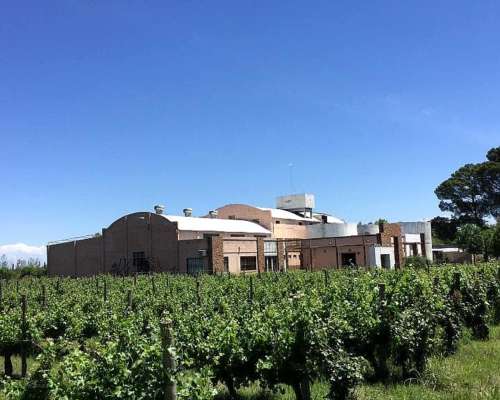 Viñedo Premium en Mendoza con Bodega