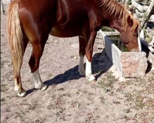 1110 Has en las Catitas, Mendoza