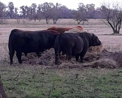 Toros Angus Negro y Colorado