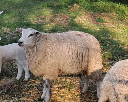 Carneros y Ovejas Texel