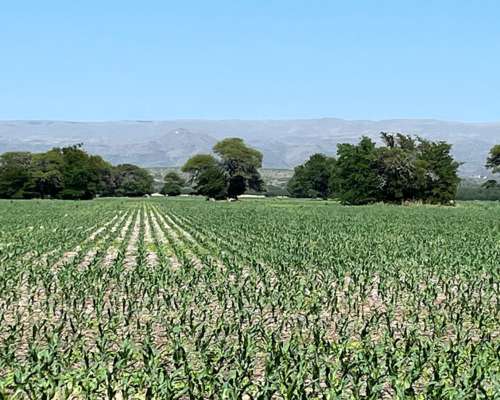 Campo en Camino de Jesus Maria y Ascochinga.