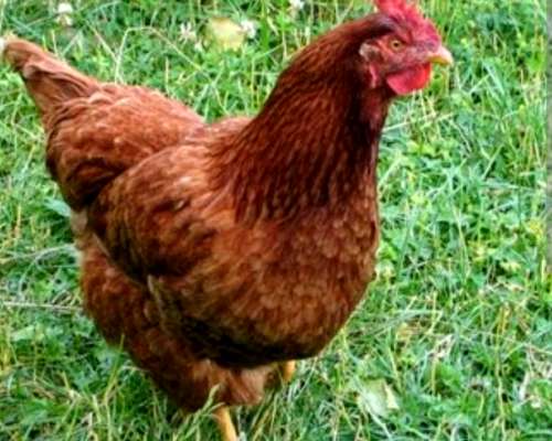 Vendo Ponedoras BB Brown Nick (colorada).