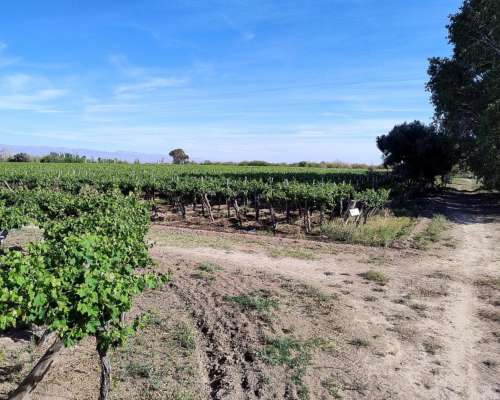 Campo de 192 Has con 30 Has de Viñedos, en Angaco ,san Juan
