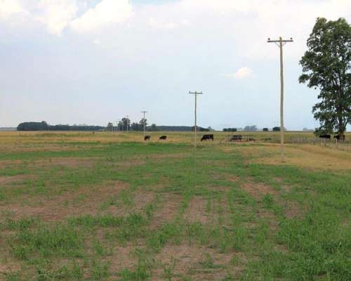 Ba3204 Venta 1800 Has. Mixto las Flores Buenos Aires